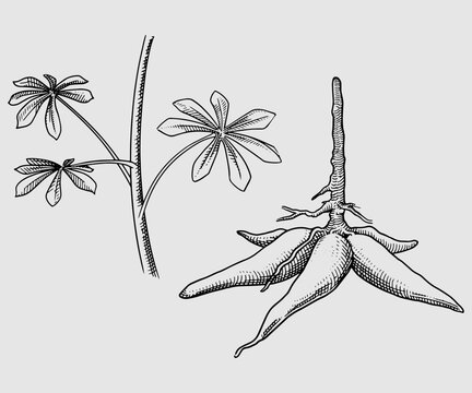 Hand drawn sketch of a cassava tree