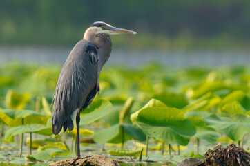 Great Blue Egret perched while scouring for fish in morning light. 