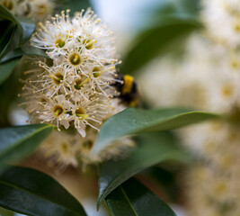 Detail of white flower of Cunonia capensis plant