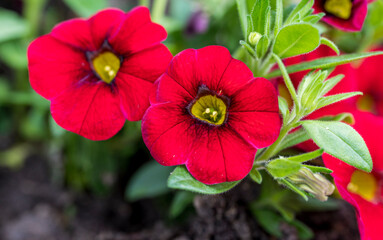 Detail of red Petunia flower with blurred background