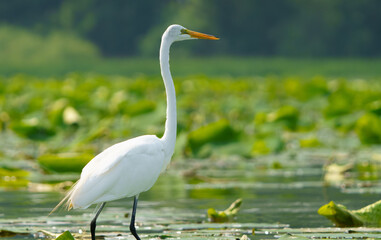 Great Egret stalking prey in morning light, Geist Reservoir, Fishers, Indiana.