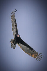 Turkey Vulture.  A big bird opens two big wings, flying in blue sky.
