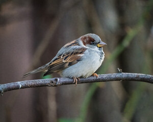 Eurasian Tree Sparrow  A small bird is climbing on a tree’s branch on the autumn afternoon