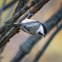 Black-Capped Chickadee.  A small bird is climbing on a tree’s branch on the winter afternoon, upside down, looking around..