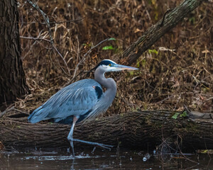 A big bird is walking in the water. Great Blue Heron is a large wading bird near the shores of open water and in wetlands over most of North and Central America..