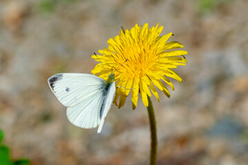 White butterfly on yellow dandelion