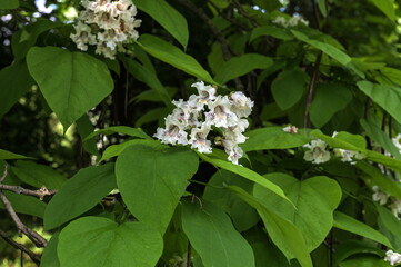Catalpa bignonioides flowers.