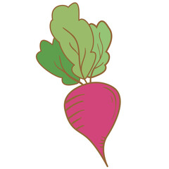Beet root.Red beet with green leaves. Vegetable of farm product.Isolated on white background.Vector flat illustration.