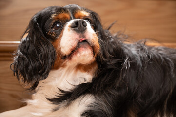 Cute Cavalier King Charles spaniel dog,posing on the stairs.