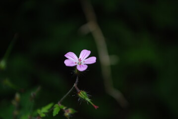 Lone Purple Flower