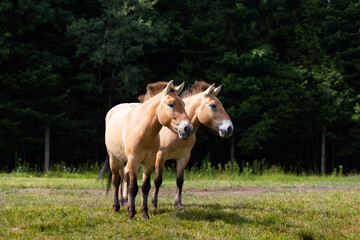Pair of dun Przewalski’s horses standing close together in field during a summer morning
