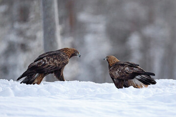 Golden eagle (Aquila chrysaetos)