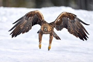 Golden eagle (Aquila chrysaetos)