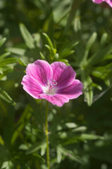 Fototapeta premium Garden hybrid geranium flowers, macro shot