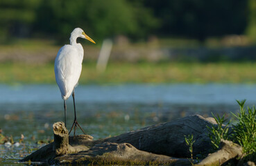 Great Egret stalking prey in morning light, Geist Reservoir, Fishers, Indiana.