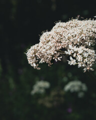 A white flower in the wild