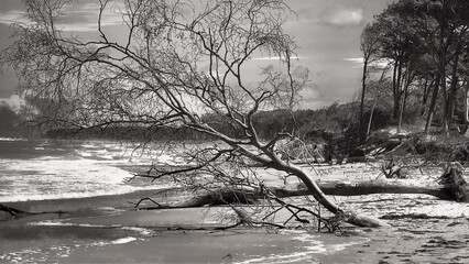 The beach of the Baltic Sea after the storm in black and white