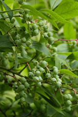 Branch of large, green blueberries. Selective focus.