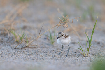 Wader or shorebirds, Kentish plover chick on the beach.