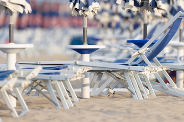 Kentish plover on the beach with umbrellas.