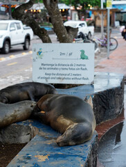Sea lions sleeping in the town of Puerto Ayora, Galapagos