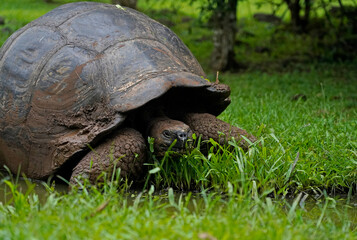 Close up of Galapagos giant tortoise, Santa Cruz Island 