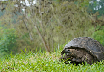Galapagos Giant Tortoise walking in the field 