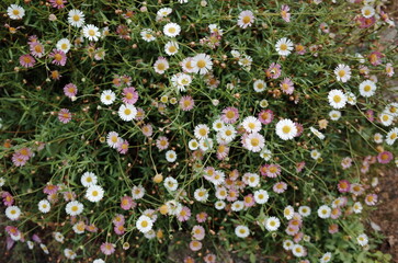 Erigeron karvinskianus, the Mexican fleabane