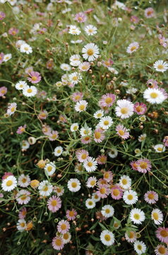Erigeron karvinskianus, the Mexican fleabane