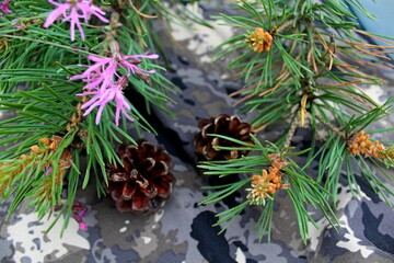 christmas tree branches with cones