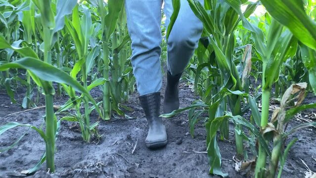 Low section front view of woman farmer in rubber boots walking through rows of cornfield. Unrecognizable female agronomist inspecting agricultural field. Farming, agribusiness concept