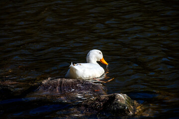 Domestic White Duck