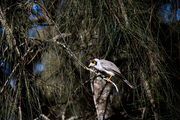 Australian Noisy Miner (Manorina melanocephala)
