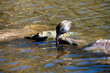 Fototapeta premium Dusky Moorhen (Gallinula tenebrosa)