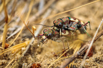 two horse beetles. macro photography. male and female mating process