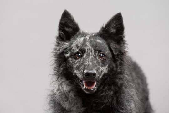 cute hungarian mudi dog close up portrait in a studio on a grey background
