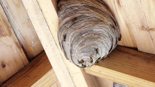 European wasp (Vespula germanica) building a nest to start a new colony. A wasp nest in the attic of a house. Detail shot of a black yellow wasp