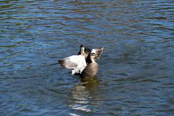 Pacific Black Ducks (Anas superciliosa)