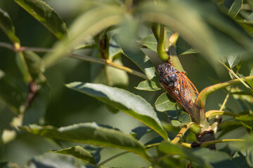 Tibicina haematodes Cicada insect in its natural environment on tree branch