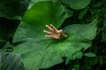 A hand stick out from a huge leaf of Petasites japonicus, also known as butterbur, giant butterbur,...