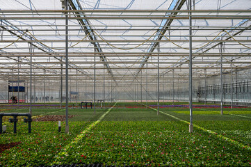 Cultivation of different summer bedding plants, begonia, petunia, young, flowering plants,...