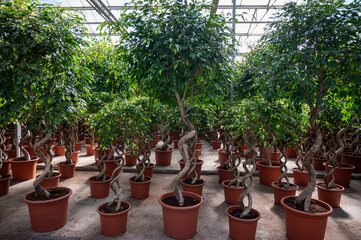 Cultivation of differenent tropical and exotic indoor ficus evergreen plants in glasshouse in Westland, North Holland, Netherlands. Flora industry
