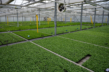 Cultivation of differenent indoor fern plants in glasshouse in Westland, North Holland, Netherlands. Flora industry,