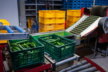 Handling and packaging of green cucumbers vegetables in Dutch greenhouse, agriculture in the...