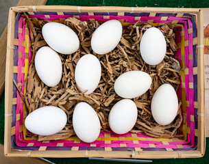 Big white duck eggs on German organic farm