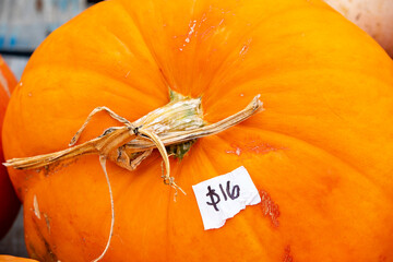 Fall pumpkin for sale at local farmer's market