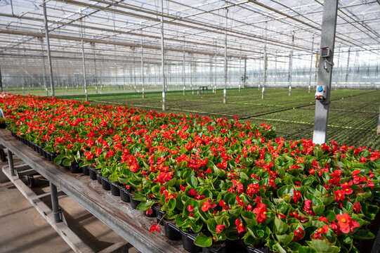 Cultivation of different summer bedding plants, begonia, petunia, young, flowering plants, decorative or ornamental garden plants growing in Dutch greenhouse