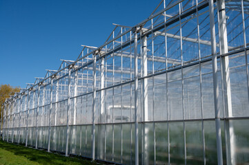 Obraz premium All seasons fresh vegetables, fruits and flowers, agriculture in Netherlands, big modern greeenhouses in Limburg, exterior view