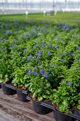 Cultivation of different summer bedding plants, begonia, petunia, young, flowering plants, decorative or ornamental garden plants growing in Dutch greenhouse