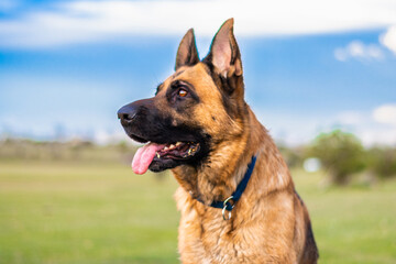 Portrait of adult German shepherd dog sticking out the tongue